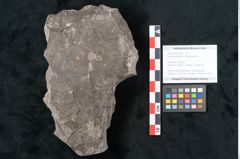 Foto (Objekt + Etikett) von Ficus deschmanni Ettingshausen (NHMW-GEO-2024-0188-7989)